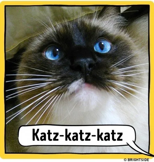 ahloo-kucing119d9e9.md.jpg