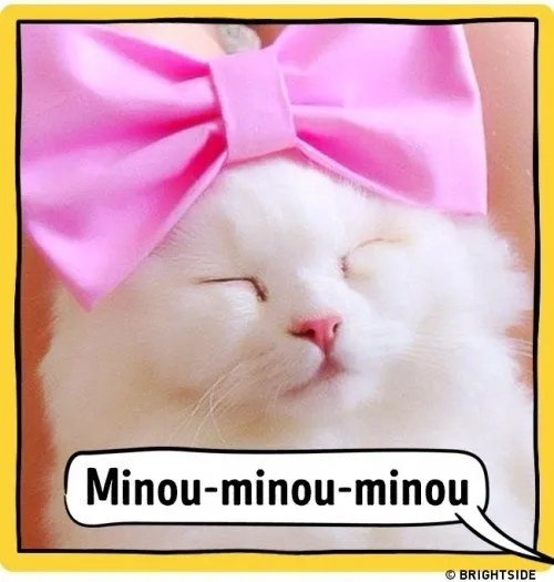 ahloo-kucing1238d5d.md.jpg