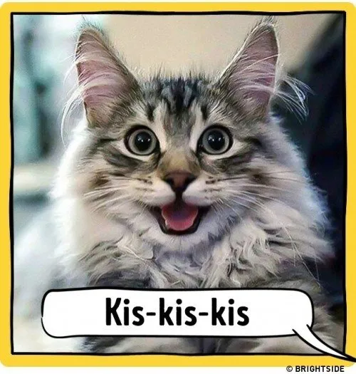 ahloo-kucing137ef25.md.jpg