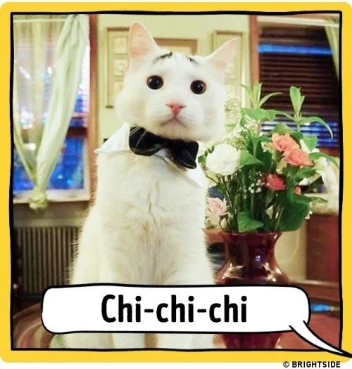 ahloo-kucing146b1f1.md.jpg