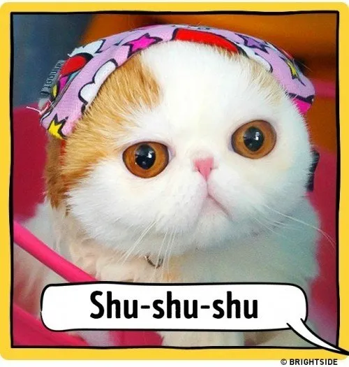 ahloo-kucing153615c.md.jpg