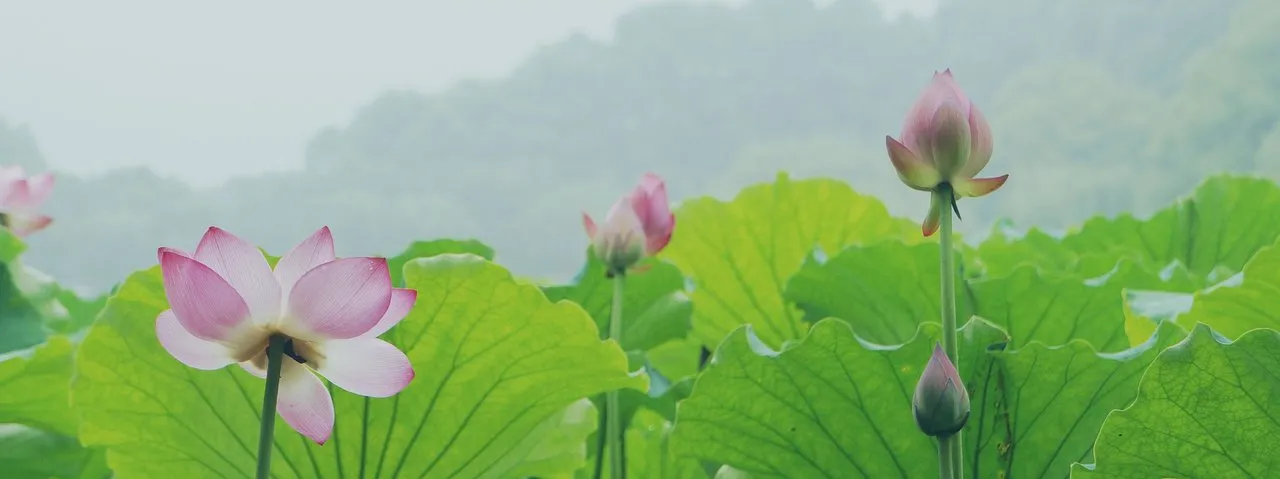 lotus-939147_19202d732.jpg