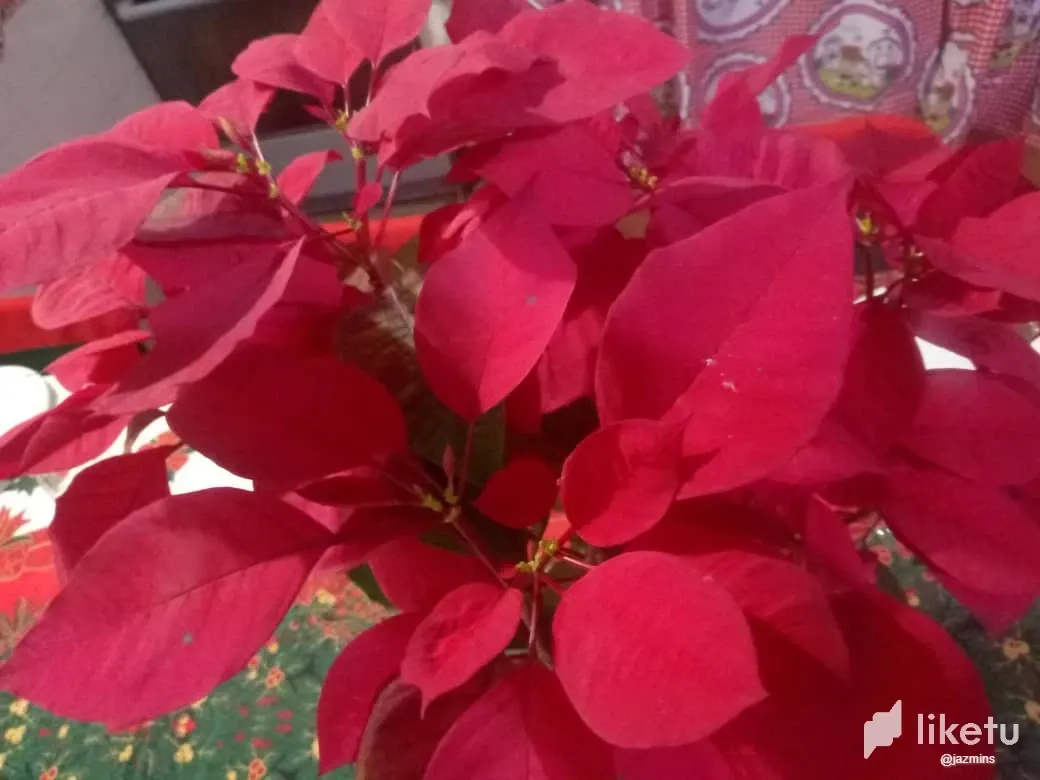 oY6eCjVN04MeZhi5_WhatsApp_Image_2025-01-07_at_4.36.17_PM.webp