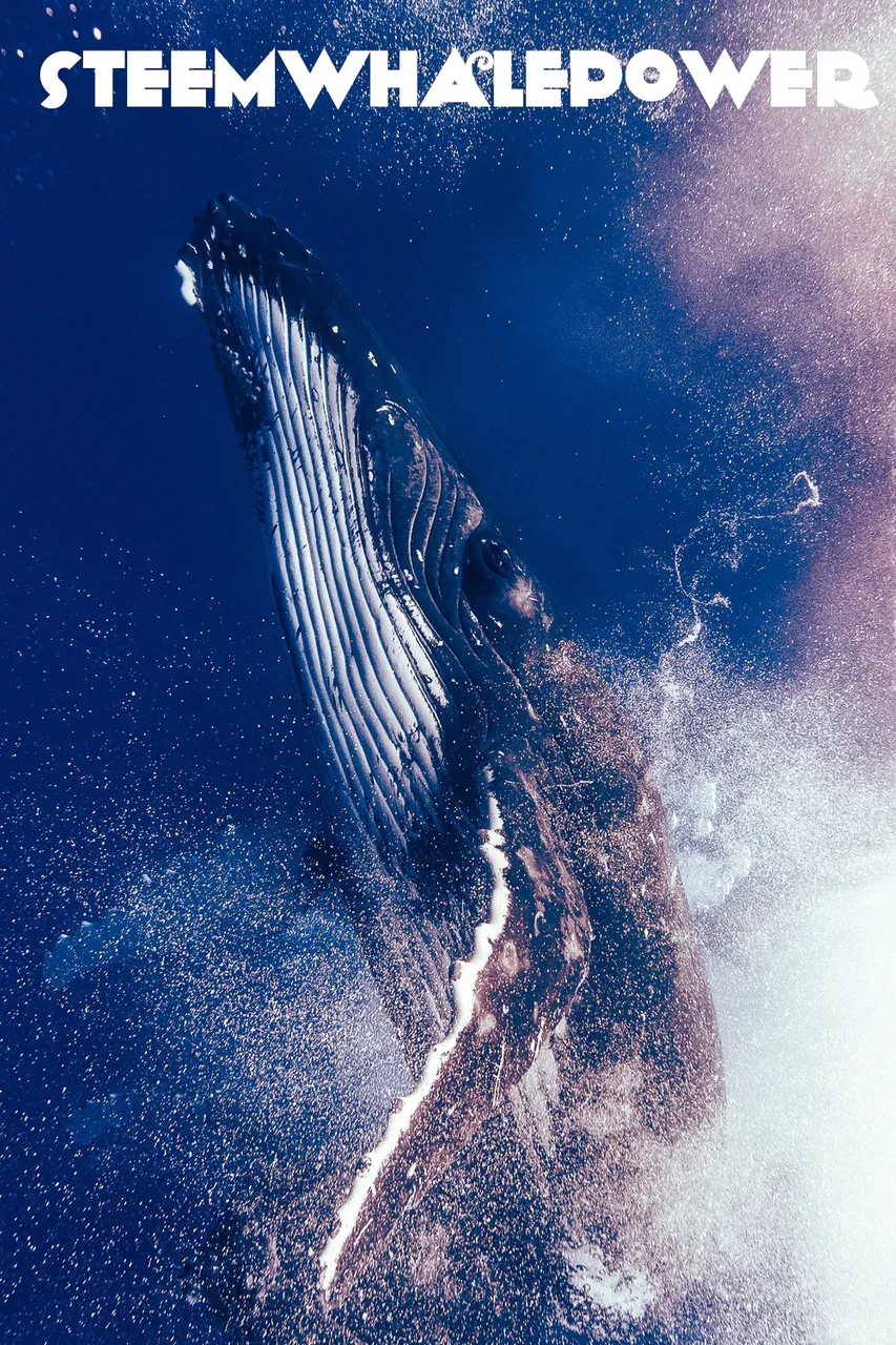 KARIM_ILIYA_Whales_humpback_underwater_dancing_swim_animal_whale_Tonga_dive-11-8.jpg