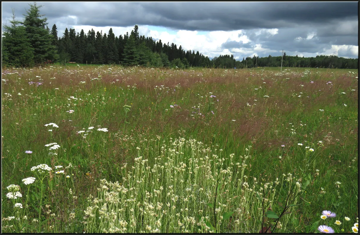 triange of pussytoe blooms point to waves of pink in wildflower meadow and spruce trees.JPG