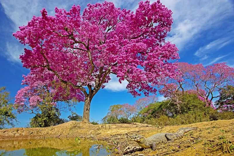 herrlich-bluehender-lapacho-baum-im-nationalpark-pantanal-matogrossense-in-brasilien.jpg