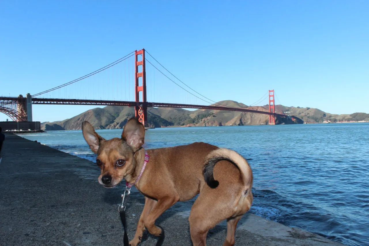take off golden gate
