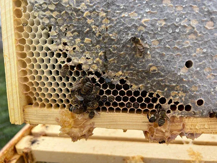 clgr1tc2u026a67szemdtbivq_bees2a.webp