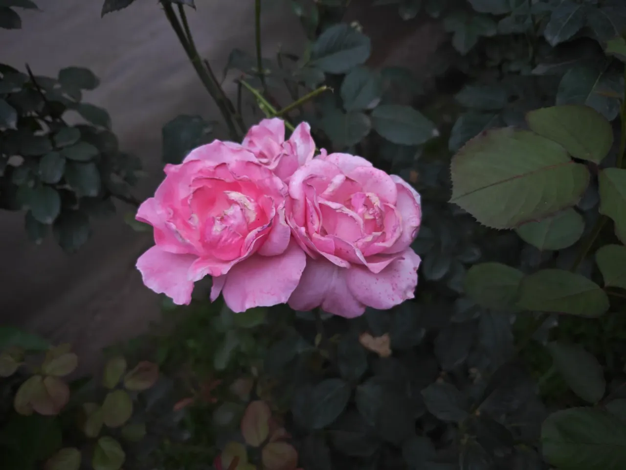 70yrVQ6gyWJOsotE_IMG20250731195921.webp