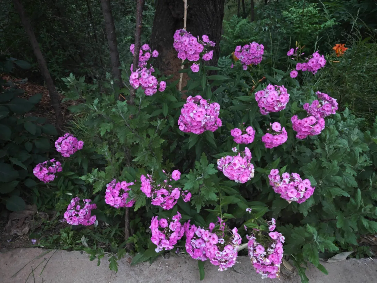 VeiDlUoi1yDo2kym_IMG20250731195900.webp