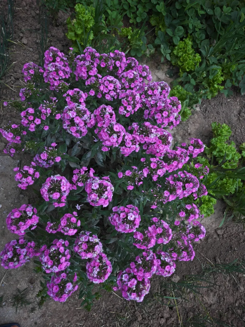 cRIwM9ouzCk0pfWC_IMG20250731195823.webp