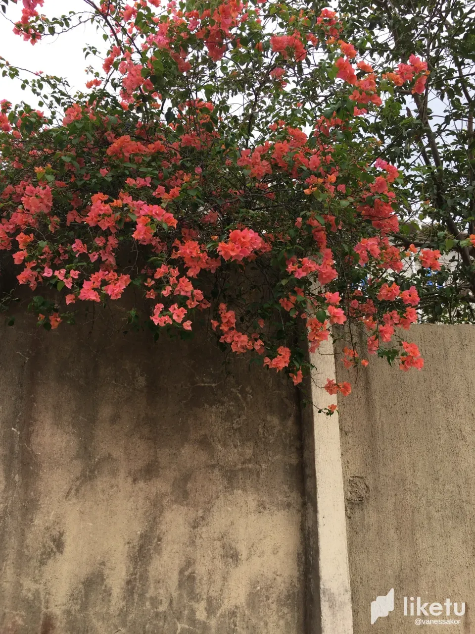 clqambo7v054ka2sz1j7hemx3_IMG_4233.webp
