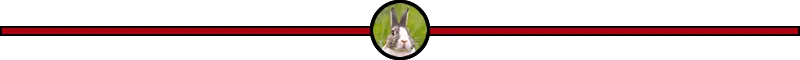 steemit-ketcom-rabbit-slim-seperator.fw.png