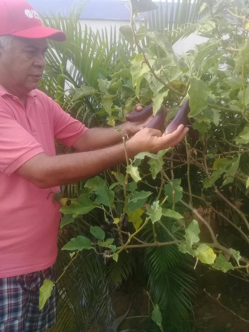 planta de berenjena con cosecha.jpg