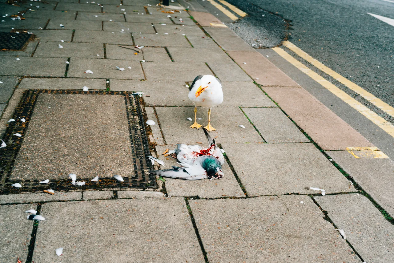 Seagul Eating Pigeon (1 of 2).jpg