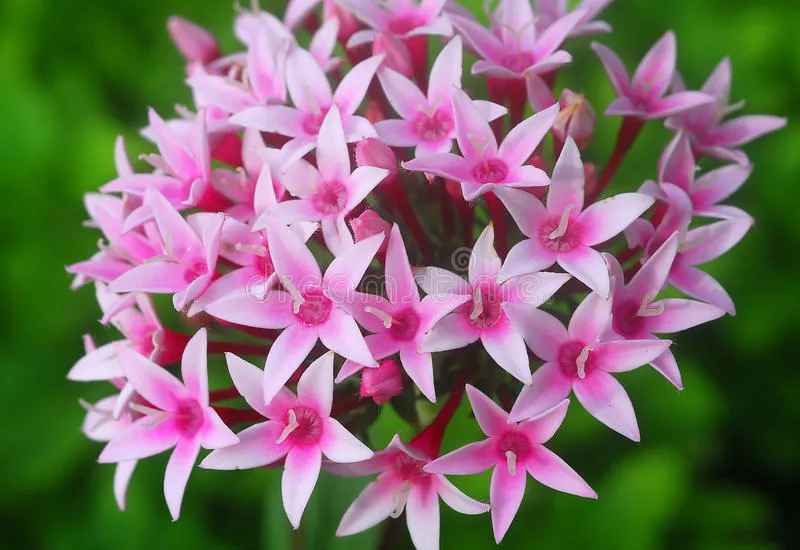 de-roze-witte-bloem-van-pentas-26878061.jpg