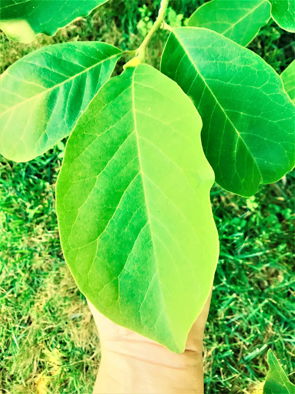 Leaf as big as my hand comp.jpg