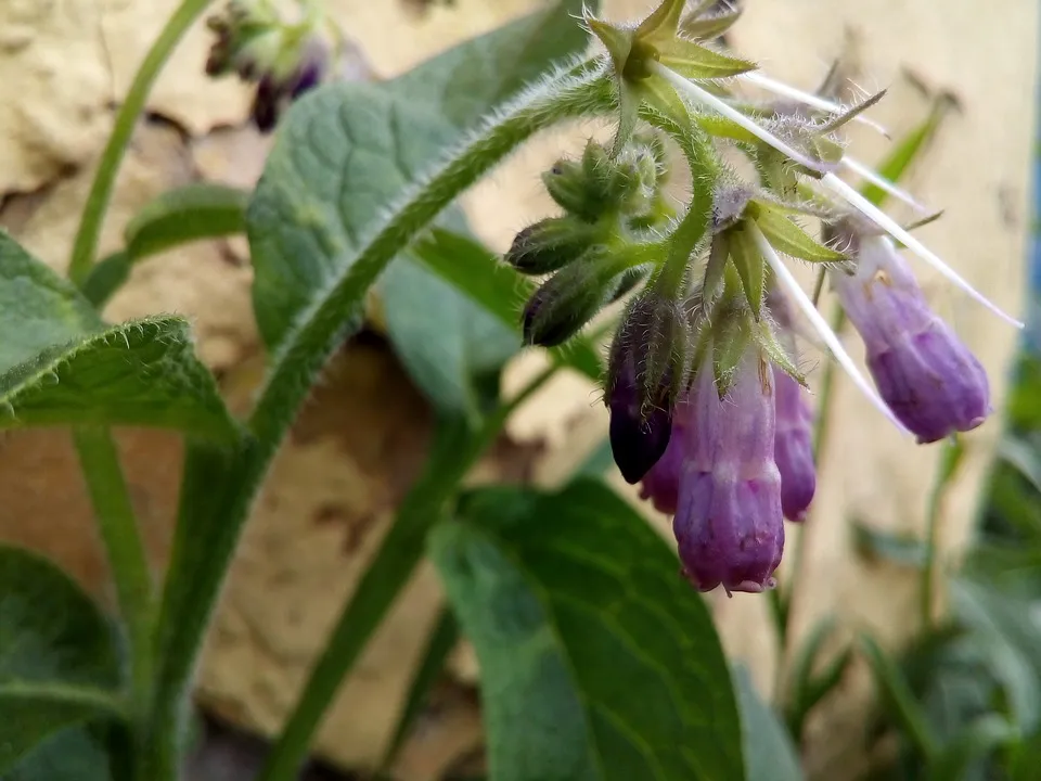 comfrey flower and leaf PIXABAY.jpg
