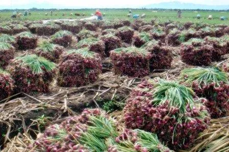 Cara-menanam-bawang-merah-via-Sindonews.jpg