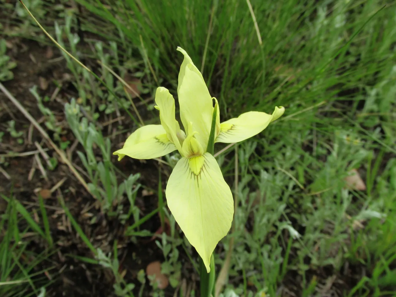 3037-Moraea spathulata_African iris.jpg