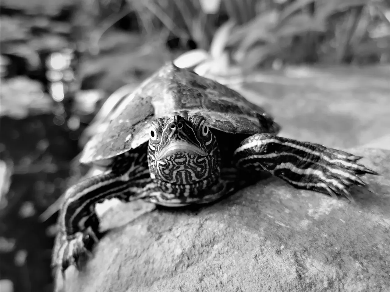 turtle03.jpg
