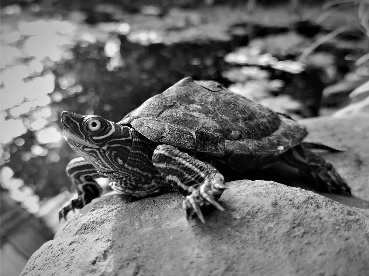 turtle01.jpg