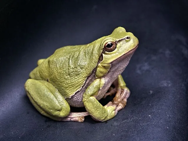 frog-111179__480.jpg