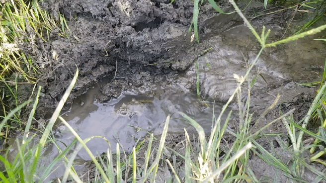 20220722_062755_4.gif