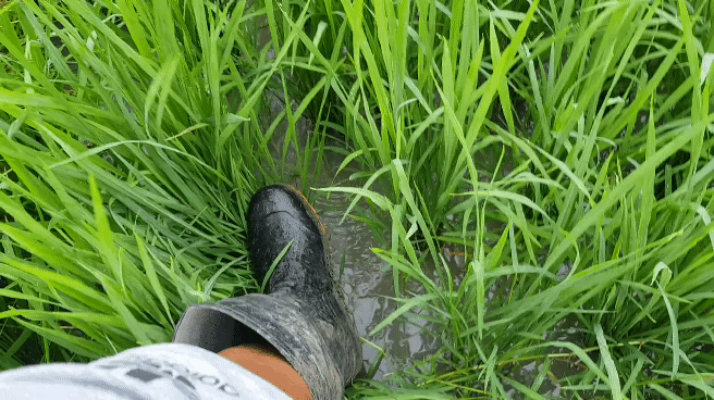 20220727_062441_1.gif