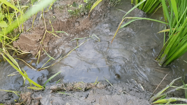 20220722_062755_3.gif