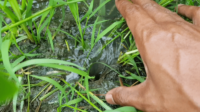 20220727_062441_4.gif