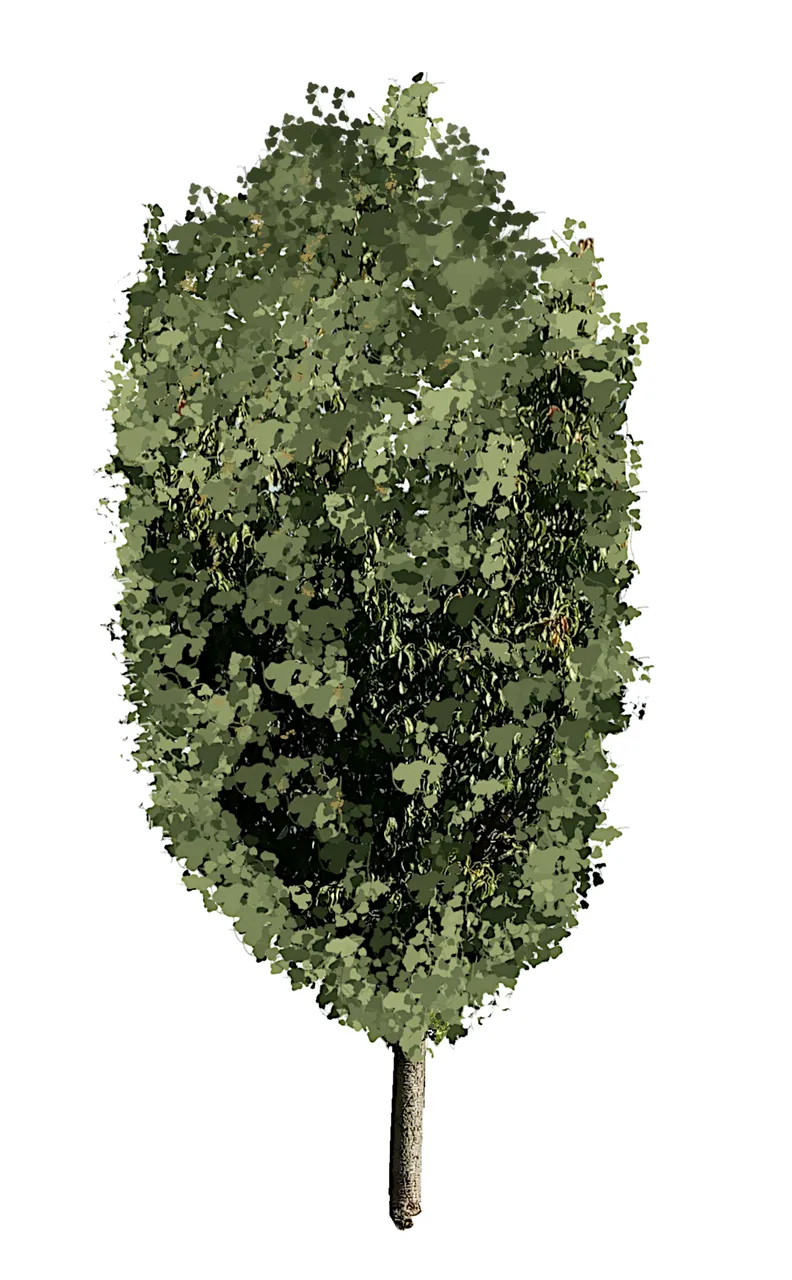 tree e2.png