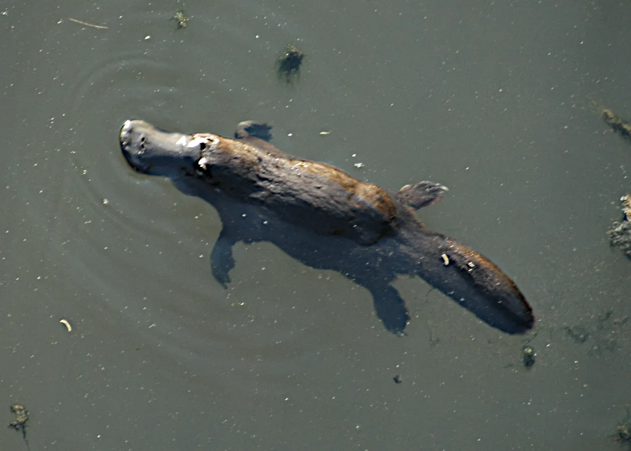 Platypus BrokenRiver QLD_Australia Peter Scheunis 1.0.png