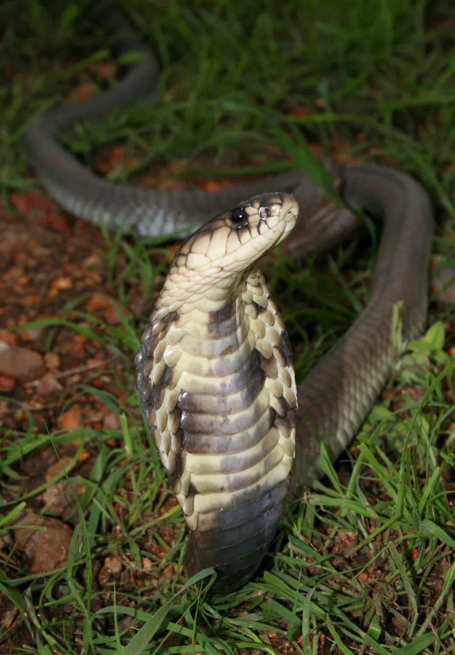 snouted cobra Naja_annulifera Marius Burger public.jpg
