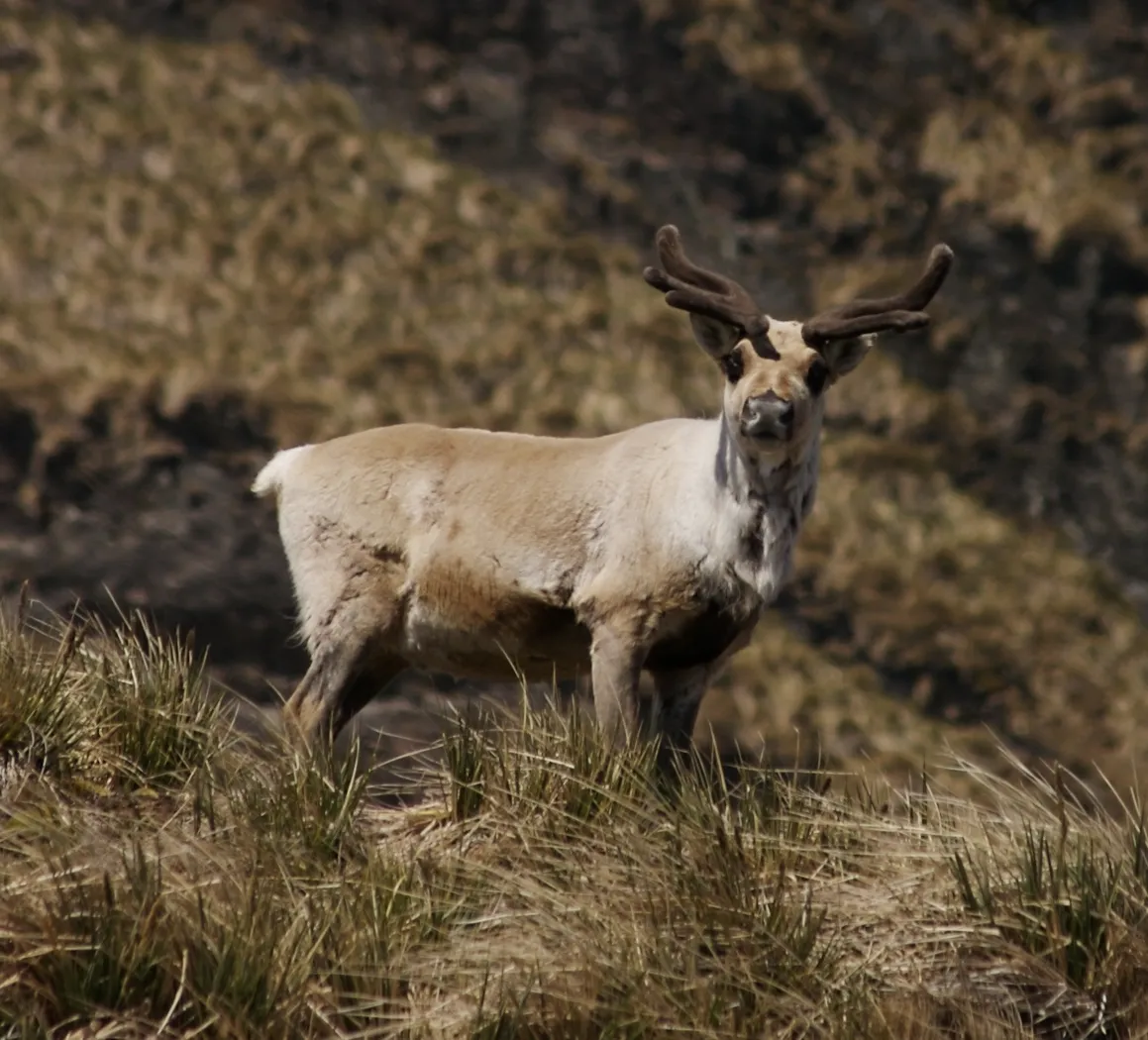 reindeer on south georgia RangiferTarandus 1.2.png