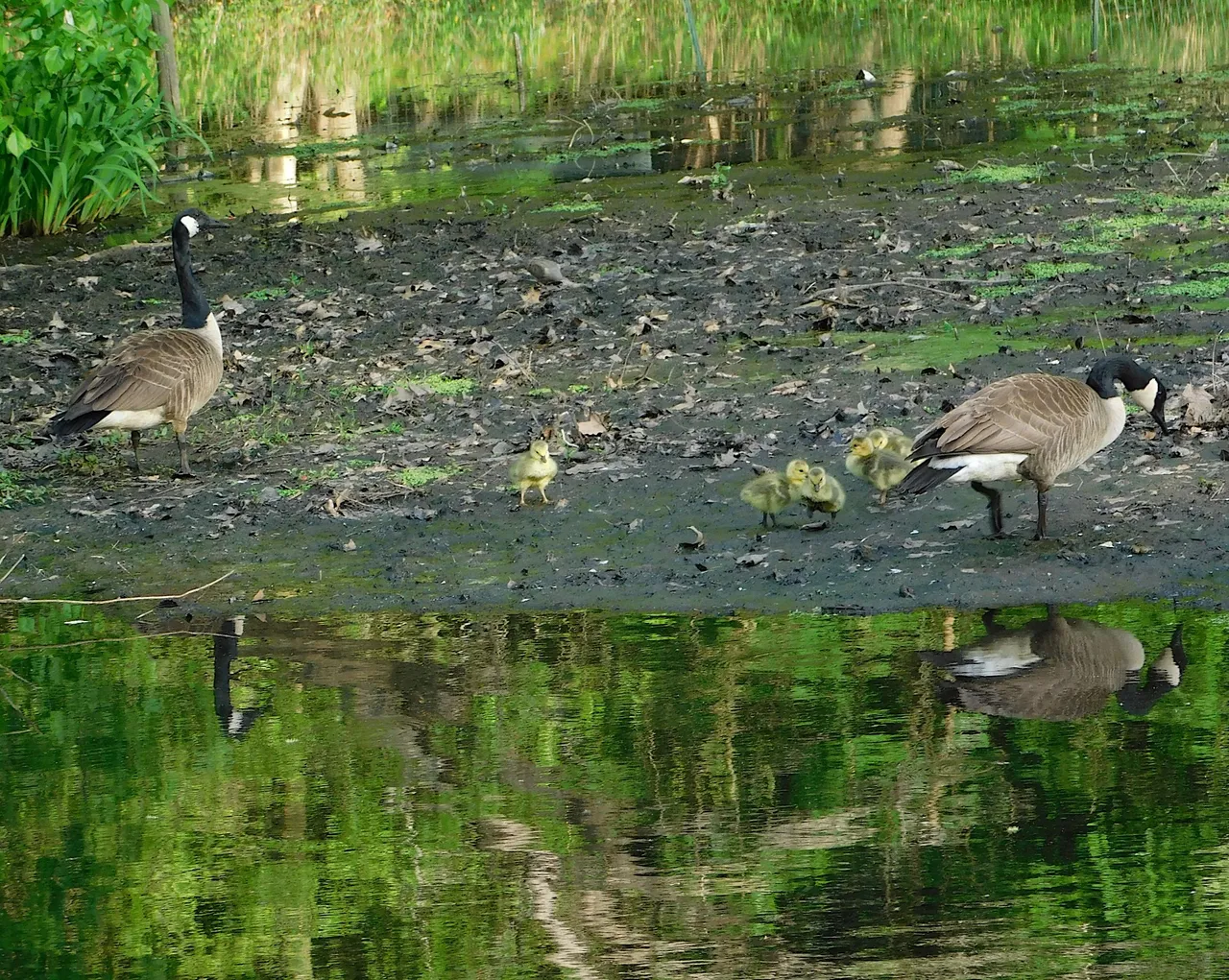 mother goose with babies clearer3.png