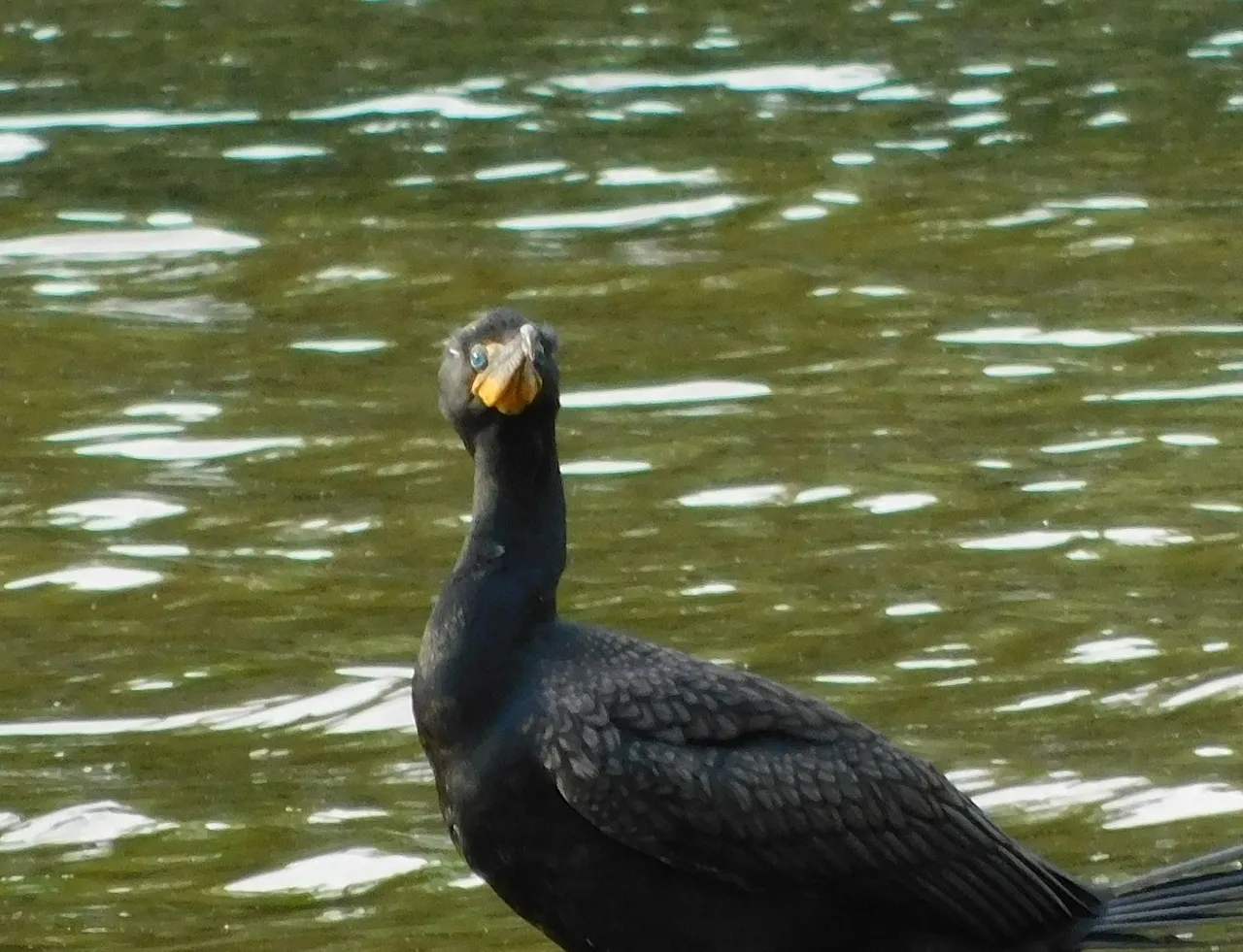 black bird looking at me.png