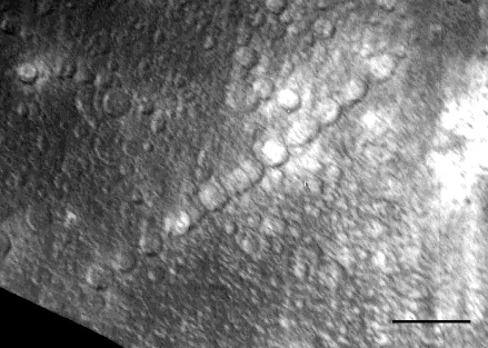 Callisto Gipul Catena_chain_of_craters_on_Jupiters_moon NASA public.jpg