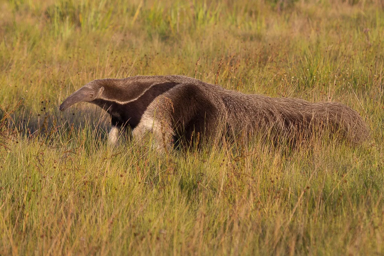 giant anteater Myrmecophaga tridactyla nortondefeis 4.0.jpg