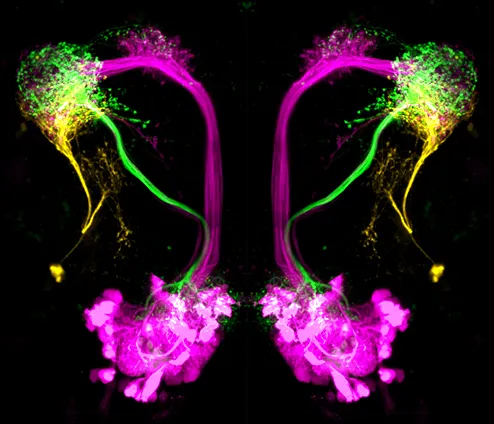 Neurons_in_the_Drosophila_brain_(16018799427).jpg