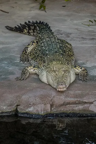 crocodile-g00bb3c49a_1280 2.jpg