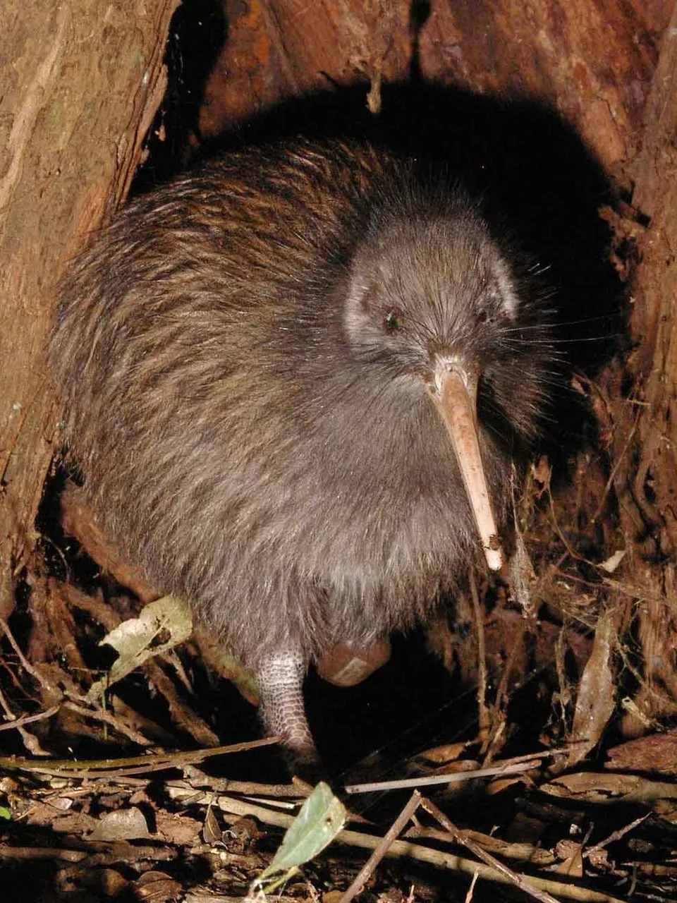 Kiwi TeTuatahianui Maungatautari Ecological Island Trust.jpg