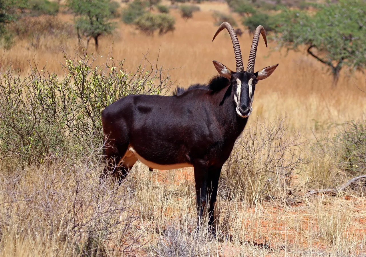 Sable_antelope_(Hippotragus_niger)_adult_male savanna charles j. Sharp 4.0 sharp photography.jpg