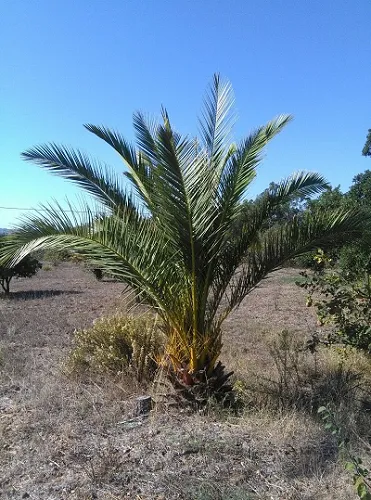 muelli palm tree2.png