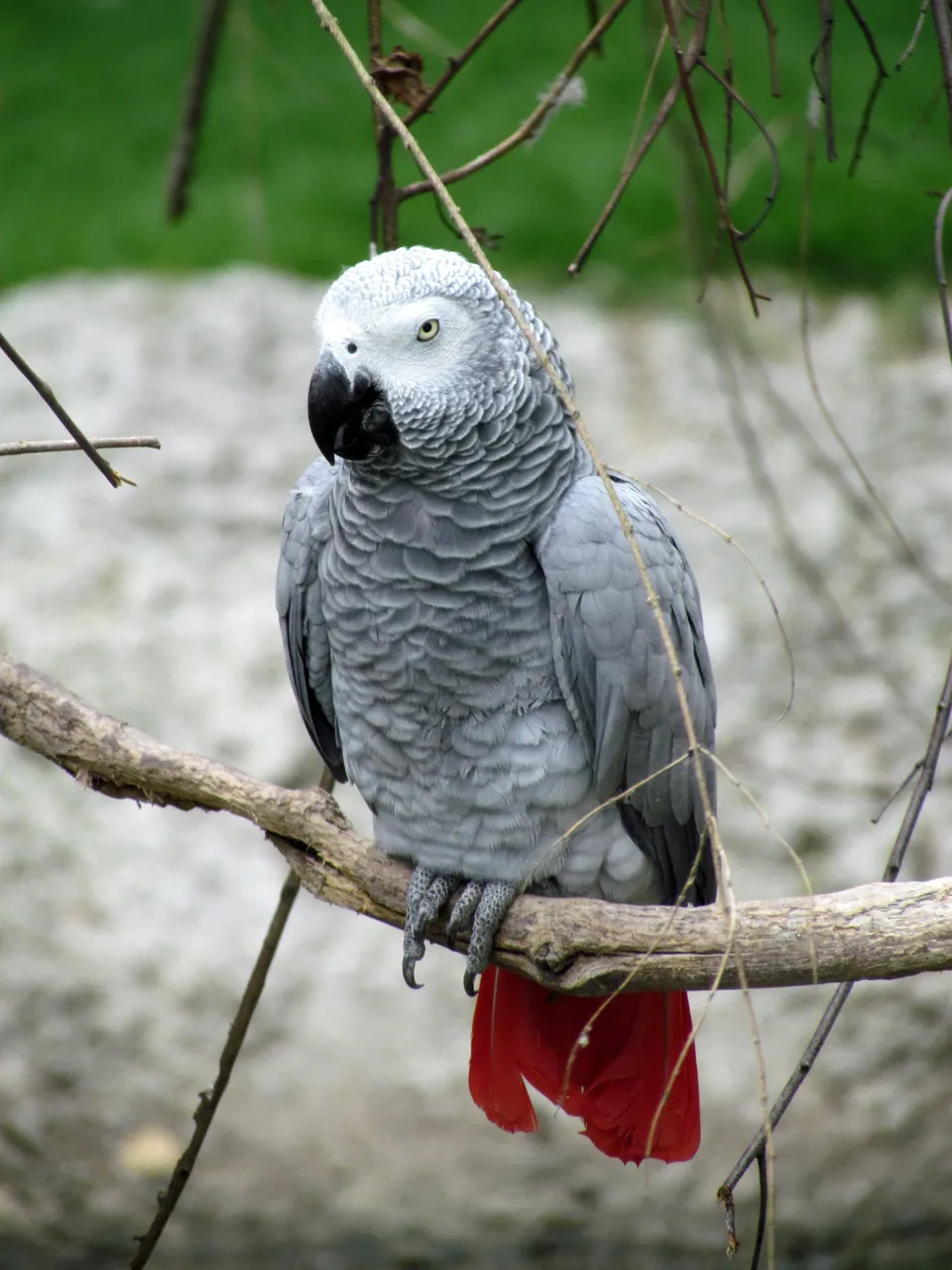 African_Grey_Parrot_Sylvan_Heights_Waterfowl_Park bobistraveling 2.0.jpg