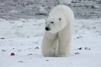 polar-bear-404317_1280 process.jpg