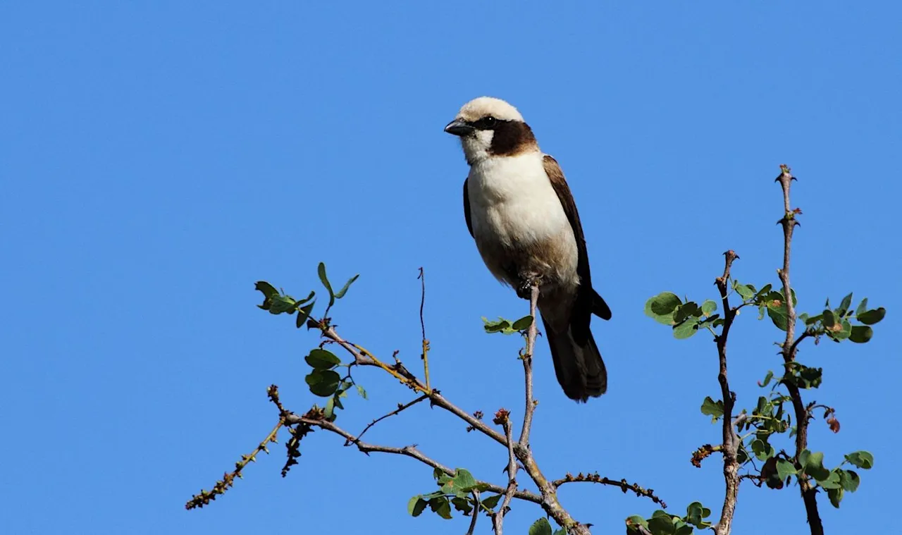 White-crowned_Shrike_2011_10_13_3782  Alandmanson 4.0.jpg