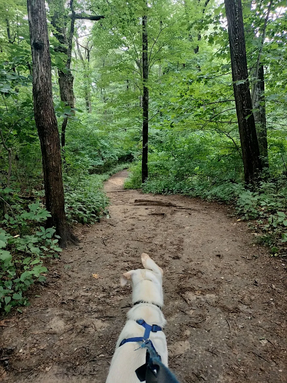 Alpy and steeper trail.png