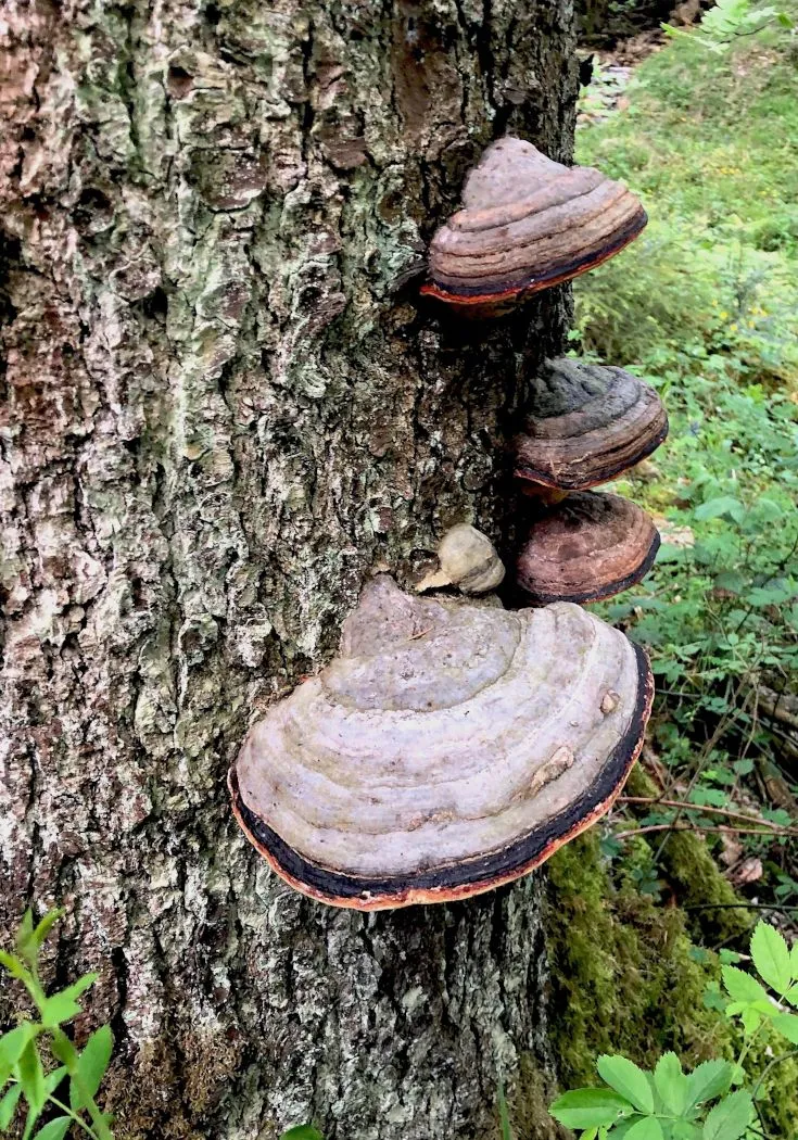 fungus on tree Fomes_fomentarius_(Zunderschwamm).jpg