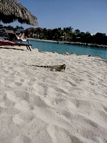 iguana in the sand.png